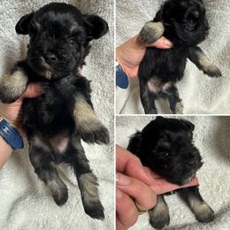 GB 2 - Black and silver male Miniature Schnauzer puppy in Decatur, Texas from Virgil Farms