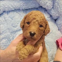 Light Blue - Red  male Goldendoodle puppy in Cumming, Georgia from Chattahoochee Kennels