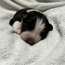 Mozzarella - Black tri-color female Australian Shepherd puppy in St. George, Utah from Rock Canyon Australian Shepherds