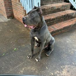 Chino - Cane Corso
