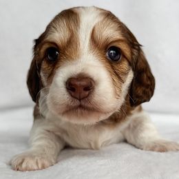 Coral - Piebald female Dachshund puppy in Winamac, Indiana from WZ Kennels