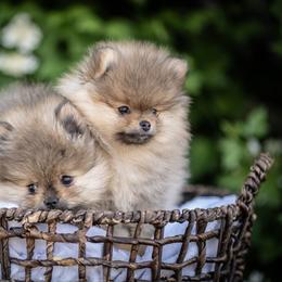 Pomeranian Puppies from Lori’s Precious Poms