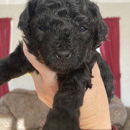 Cavapoo and Poodle Puppies from Mumma’s Standard Poodles