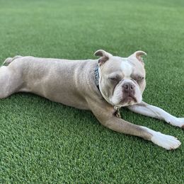 Louie - Boston Terrier