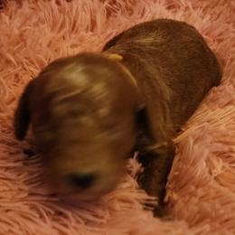 Miniature Yellow Collar girl - Red  female Goldendoodle puppy in Los Molinos Ca, California from Sunshine Sanctuary Doodles
