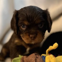 Cavalier King Charles Spaniel puppies from Wild Wishes Cavaliers