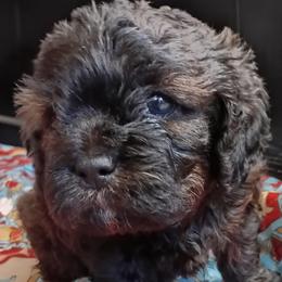 Luna - Merle female Cavapoo puppy in Salisbury, North Carolina from Carolina Canines