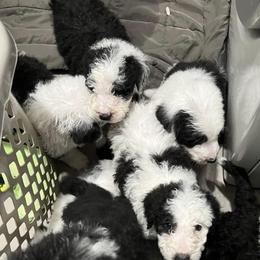 Sheepadoodles from Oodles and Oodles of Doodles
