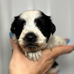 Cooper - Grey-black collar - Parti male Miniature Schnauzer puppy in Oneonta, Alabama from Murphree Valley Kennels