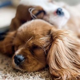 Bernedoodles and Cavalier King Charles Spaniels from Little Acorn Doodle