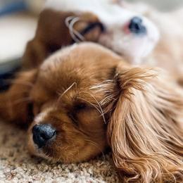 Bernedoodles and Cavalier King Charles Spaniels from Little Acorn Doodle