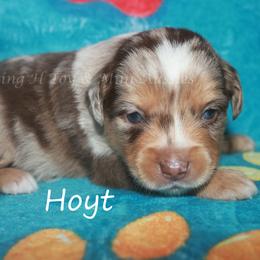 Hoyt - Red merle male Miniature American Shepherd puppy in Godley, Texas from Flying H Toy and Mini Aussies