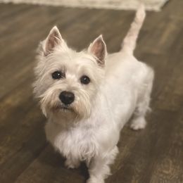 Stella - West Highland White Terrier