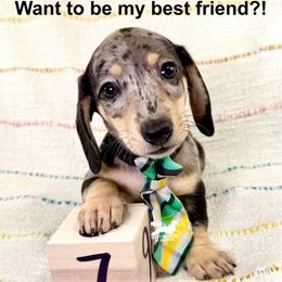 Phoenix AKC: Short Hair, Black and Cream, Dapple - Black and cream male Dachshund puppy in South Easton, Massachusetts from Depot Dachsies