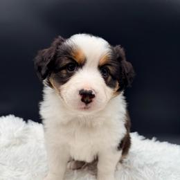 Sally - Black tri-color female Australian Shepherd puppy in Vista, California from Cummings Family Aussies