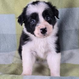 Lumos - Black and white male Border Collie puppy in Chicora, Pennsylvania from Riverwood