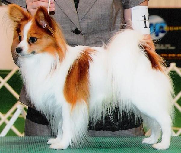 MCK Papillions in Minnesota | Papillon puppies | Good Dog