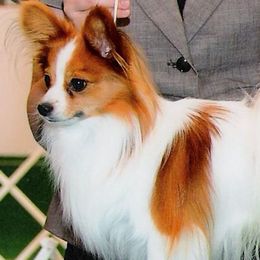 Papillons from MCK Papillions