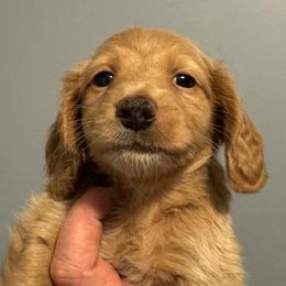 Crackle - Red female Dachshund puppy in Knoxville, Tennessee from East TN Dachshunds
