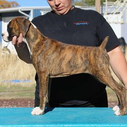 Minerva - Brindle female Boxer puppy in Earlsboro, Oklahoma from Lieben Boxers