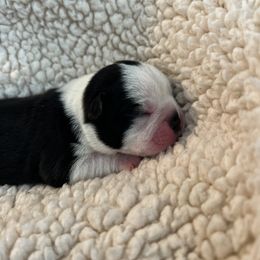 Boston Terrier Puppies from Rhonda Binkard