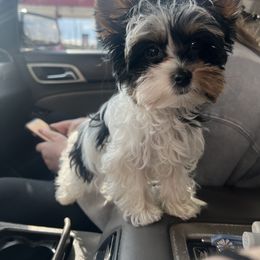 Biewer Terrier, Maltese, and Morkie Puppies from Jenn’s Georgia Morkies and Biewer Terriers
