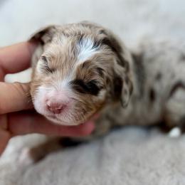 Pink collar girl - Chocolate merle female Bernedoodle puppy in Colorado Springs, Colorado from Mercy Mountain Bernedoodles