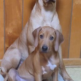 Rhodesian Ridgebacks from Tampo Rhodesian Ridgeback