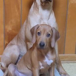 Rhodesian Ridgebacks from Tampo Rhodesian Ridgeback