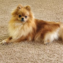 Zoey - Pomeranian