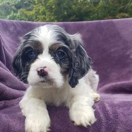 Cockapoo, Cocker Spaniel, and Goldendoodle Puppies from Robbin's Treasures