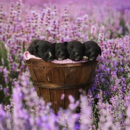 Irish Wolfhound Puppies from Cu Faoil Kennels
