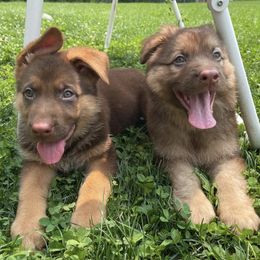 German Shepherds from Endless Mountains German Shepherds