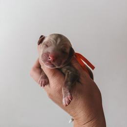 Orange Collar - Red  male Goldendoodle puppy in Beaverton, Oregon from Henry Elliots