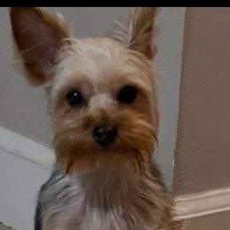 Yorkshire Terriers from Cardinal Yorkies
