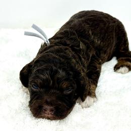 Grey collar boy - Brown and tan male Cockapoo puppy in Oologah, Oklahoma from Timber Hills Poodles and Doodles