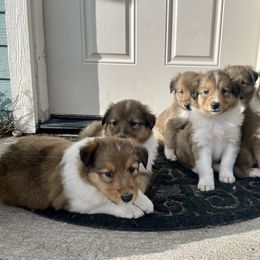 Old Time Scotch Collie puppies from Sandy Bottoms Farm