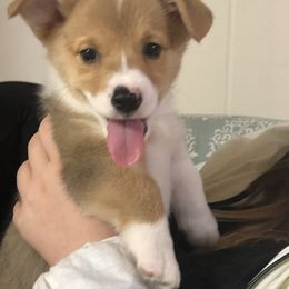 Pembroke Welsh Corgi Puppies from Little Leggs Corgis
