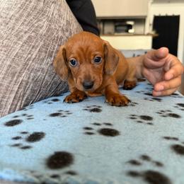 Oakley - Wild boar male Dachshund puppy in Los Angeles, California from Dachshunds of the Desert