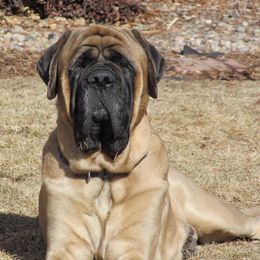 French Bulldog and Mastiff All Grown Up from Divine Mastiffs Ashlan French Bulldogs