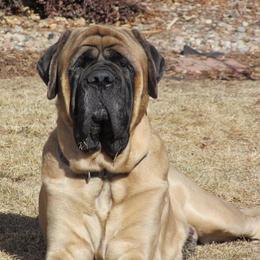 French Bulldog and Mastiff All Grown Up from Divine Mastiffs Ashlan French Bulldogs