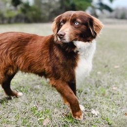 Indy - Miniature Australian Shepherd