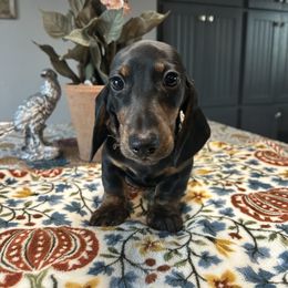 Woodrow - Black and tan male Dachshund puppy in Temecula, California from Naomi Magee's Dachshund Kennel