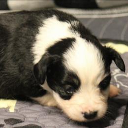 Girl 1 - Black tri female Toy Australian Shepherd puppy in Humansville, Missouri from Tater Tot aussies