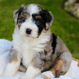 Aspen- BLUE EYES - Blue merle female Bernedoodle puppy in Apple Creek, Ohio from Cuddle Paws