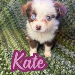 Kate - Red tri female Toy Australian Shepherd puppy in Union Grove, North Carolina from Grove Farm