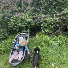 Bernedoodle Puppies from Mountain Springs Farm