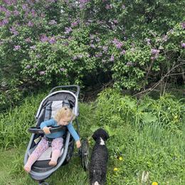 Bernedoodle Puppies from Mountain Springs Farm
