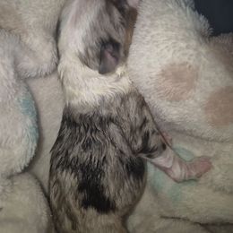 Blue Merle girl 3 - Blue merle female Toy Australian Shepherd puppy in Madisonville, Tennessee from LaRose Farm & Kennels