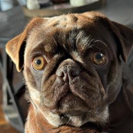 Tootsie - Pug